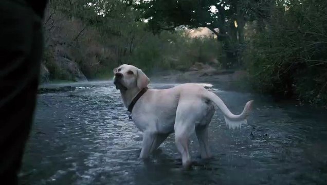 Dog catches a ball in a river