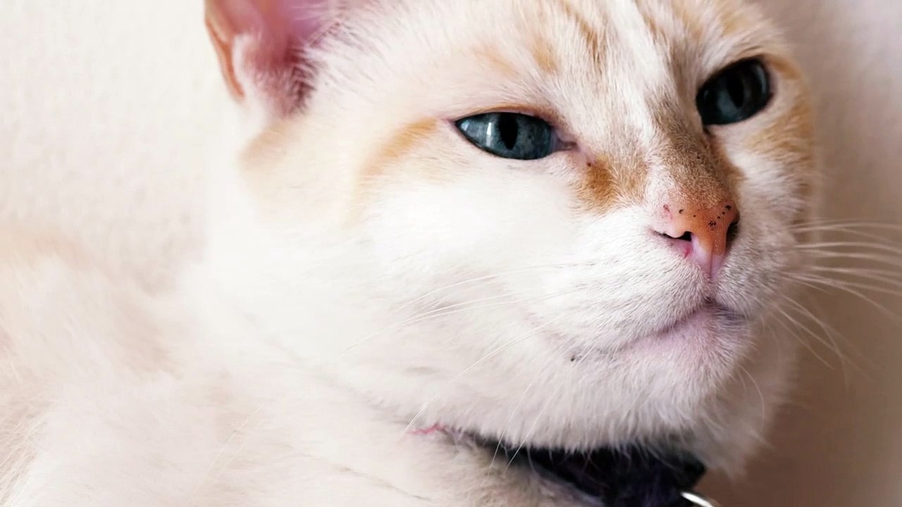 white-blue-eyed-cat