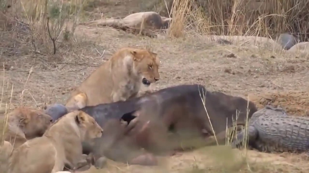 Pertarungan hewan liar di alam bebas// buaya raja di air