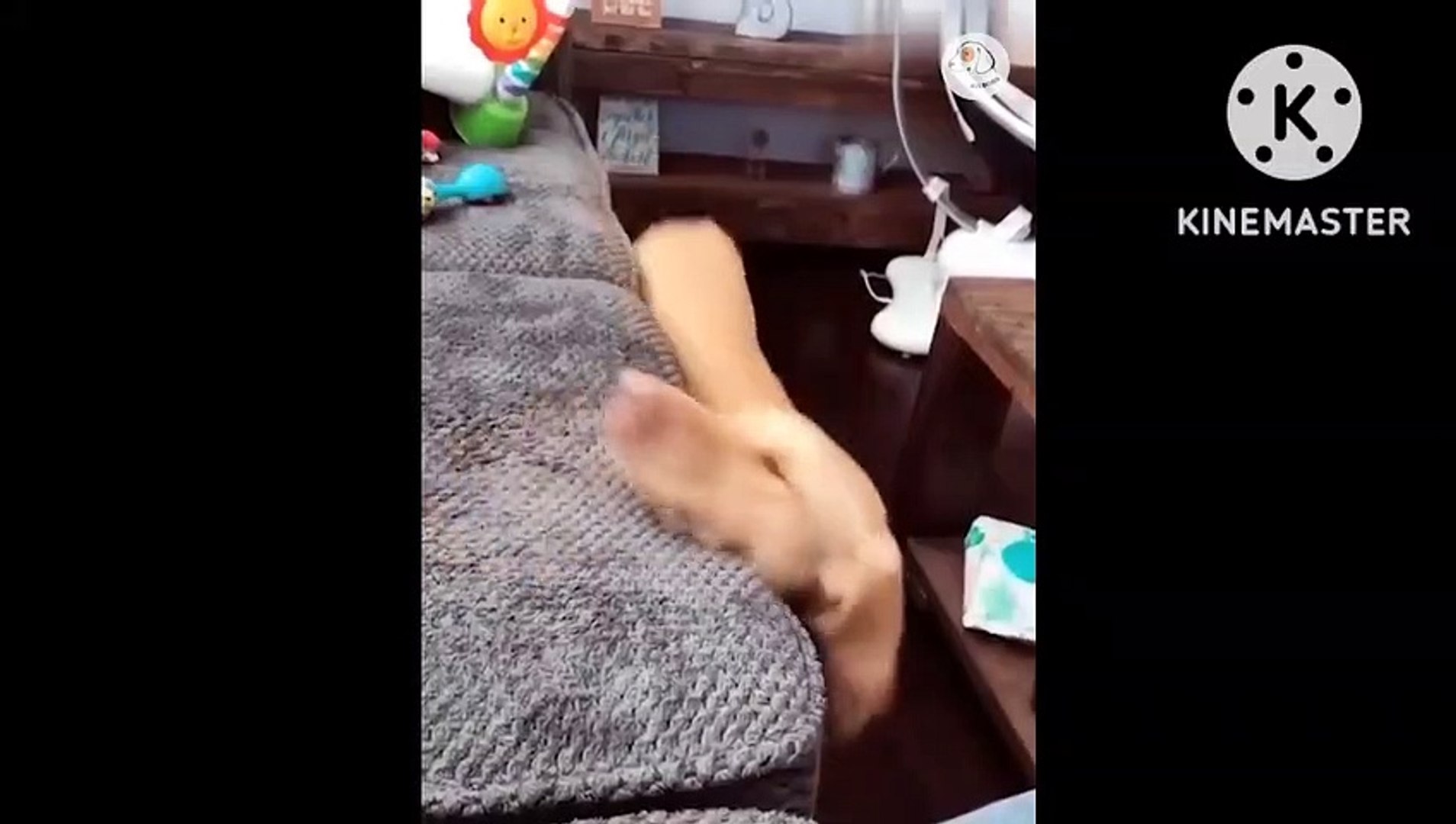 Funny videos comedy videos laughing videos