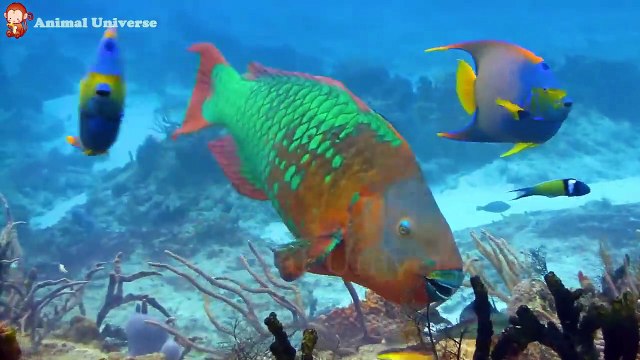 Learn family animals- Ducks, cows, cats, dogs, horses, pigs - Animal sounds