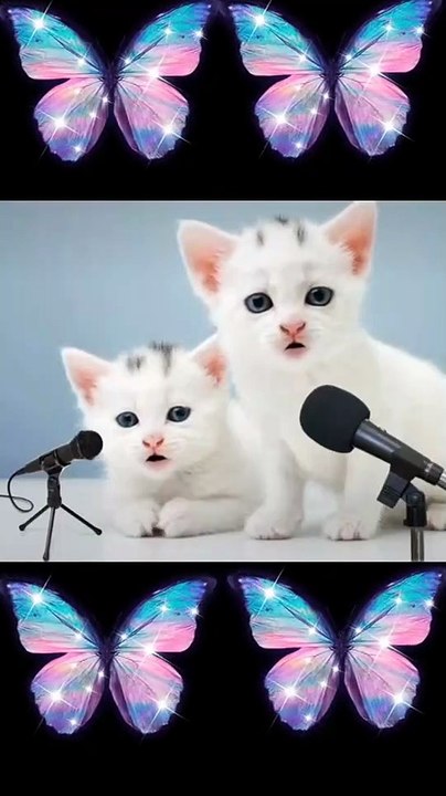 Funny cat