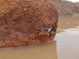 Incredible Big Stuck Fish Catching By Hand In River Side Dry Place With Underground Eggs Come Out #fish #fishing #fisherman #fishingtime