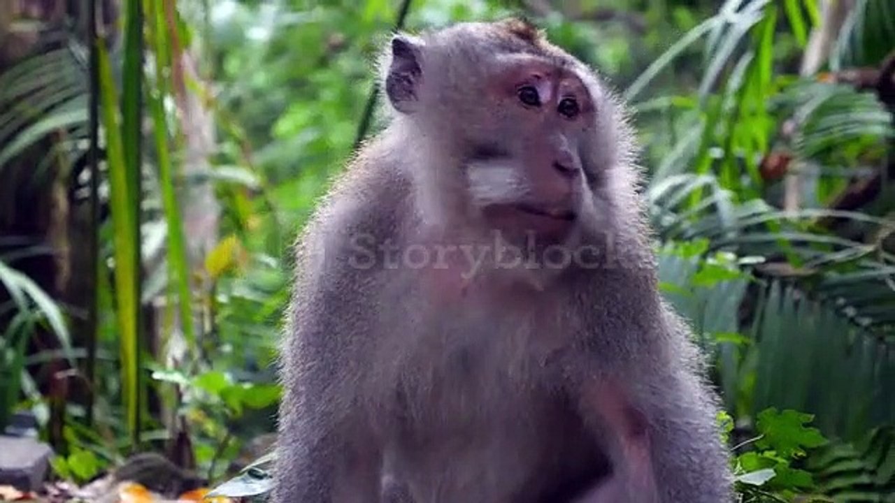 Monyet lagi duduk