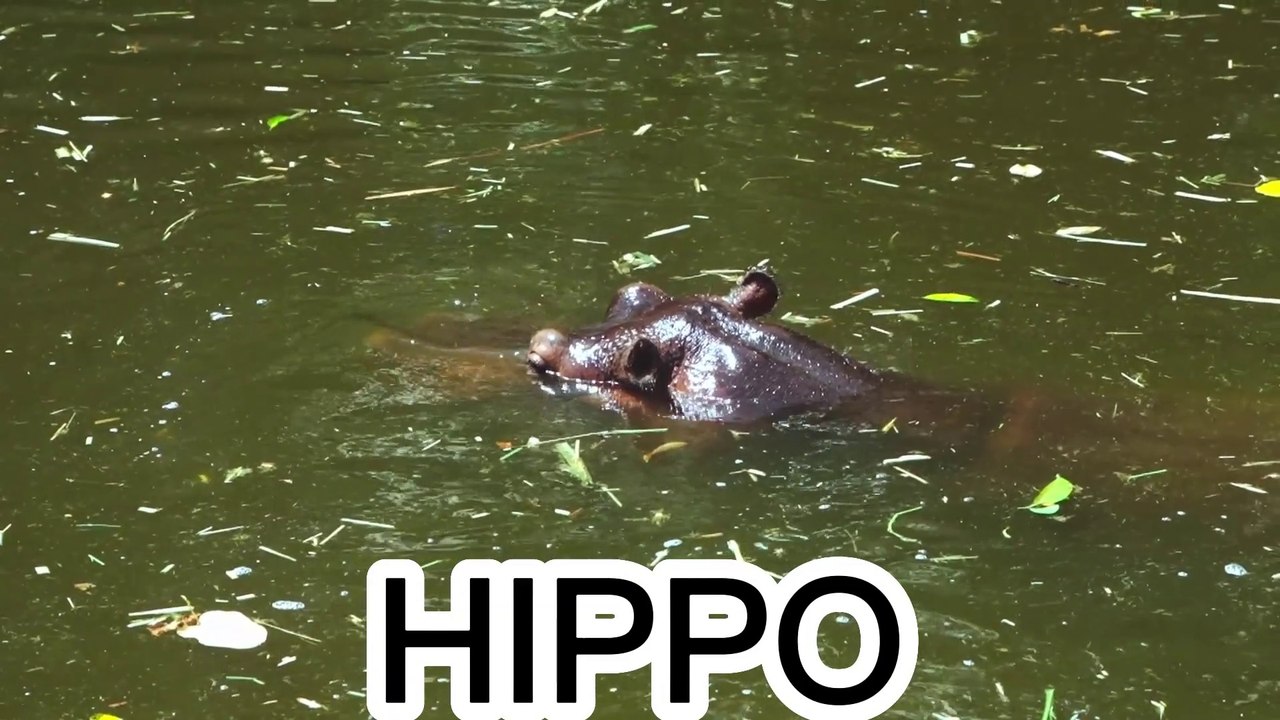HIPPO