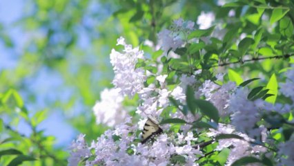 Close Your Eyes, Relax and Enjoy Traditional Music and Beautiful Sounds for sleep therapy