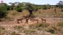 7 Merciless Wild Moments Lion Rips Off Their Prey   Wild Animal Life