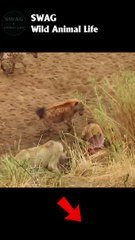 Lion Cornered by Hyenas#animal #shorts #shortvideo #animals