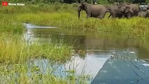 Stupid Predators Recieve A Lot Of Pain When They Dare To Attack Baby Elephants