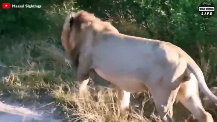 What Happens After The Young Male Lion Is Abandoned By His Pride