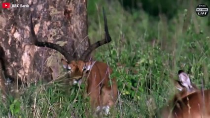 Wildebeest Despise Cheetahs And Tragic End For Fools   Wild Animal Life