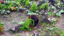 7 Brutal Moments Of Predatory Bears - Wild Animal Life