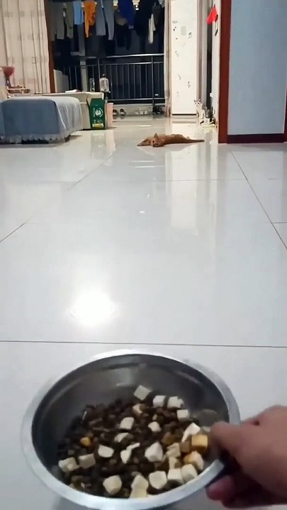 Hungry Cat
