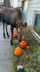 L'orignal adolescent adore manger des citrouilles fraîchement sculptées - Buzz Buddy