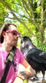Humain et corbeau font un adorable duo - Buzz Buddy