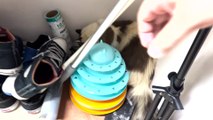 Le chat a ramené à la maison un petit lapin et il s'est coincé dans un tube - Buzz Buddy