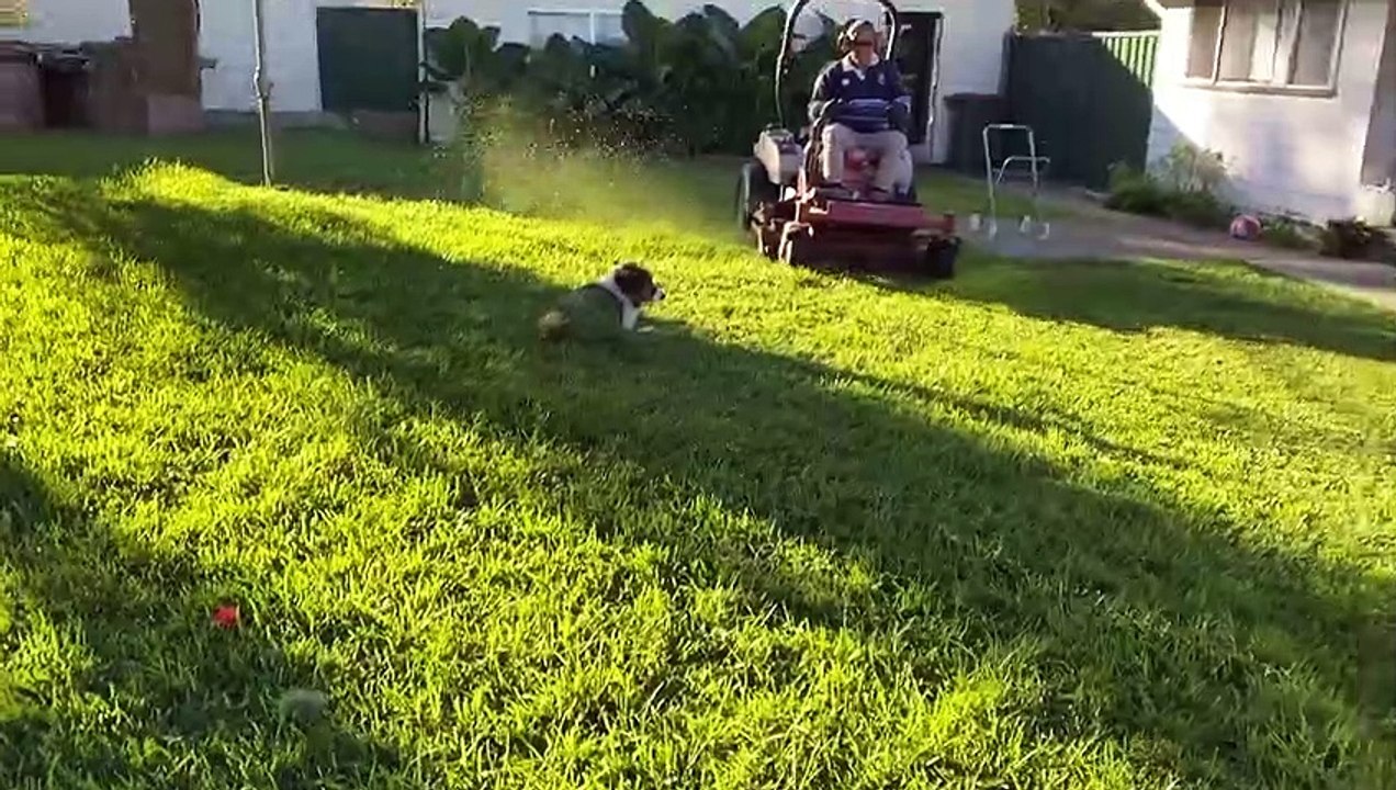 Le chien ne bouge pas pour la tondeuse - Buzz Buddy