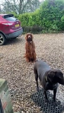 Les lèvres du chien se collent à ses dents - Buzz Buddy