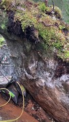 Un rocher délogé renverse des arbres - Buzz Buddy