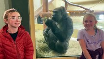 Gorilla ne semble pas apprécier l'introduction - Buzz Buddy