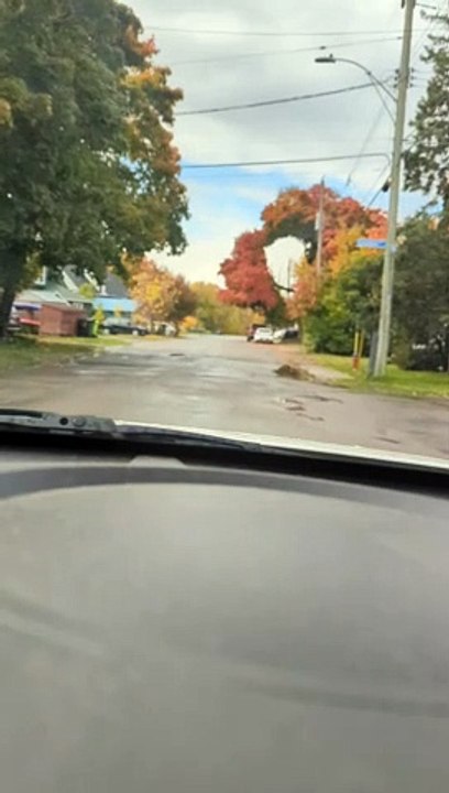 Arbre cool avec des couleurs d'automne a un grand trou pour les fils - Buzz Buddy