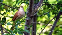 MERDUNYA SUARA KICAUAN BURUNG DI ALAM LIAR