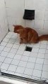 Le chat veut manger la douche - Buzz Buddy