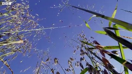 فيديو الشوفان المتحرك العجيب... البذور تسير في اتجاه التربة المناسبة