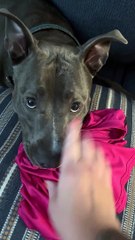 Un chien méchant ne rendra pas la chemise - Buzz Buddy