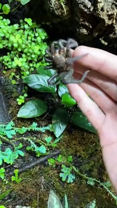 Araignée Trapdoor de Chine - Buzz Buddy