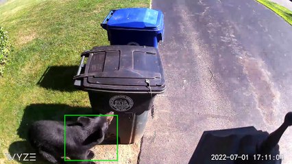 Bear devient un voleur d'ordures - Buzz Buddy