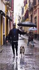 L'homme tient un parapluie pour son chien pendant qu'il pleut - Buzz Buddy