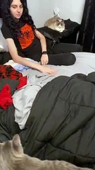 Chaton joue avec une fille sur le lit - Buzz Buddy