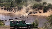 Crocodile Gets Baby Wildebeest During River Crossing