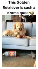 This Golden Retriever is such a drama queen 