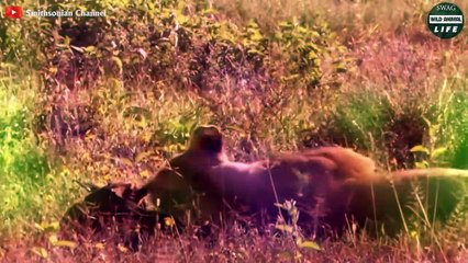 Baby Animal Panic And Pain When Attacked By Predator And The End   Wild Animal Life