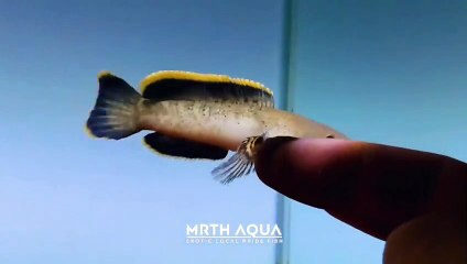 KUMPULAN VIDEO CHANNA LIMBATA TERBAIK MILIK FOLLOWERS INSTAGRAM (Rata-rata mangapmangap cuy)