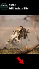 leopard hunts buffalo #shorts #shortvideo #animals