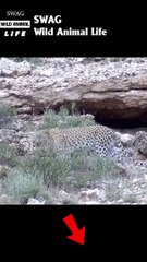 leopard fight fox to the death #animal #shorts #shortvideo #animals