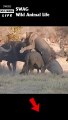 lions fight buffalo #animal #shorts #shortvideo #animals