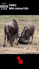 wildebeest fight wildebeest to the death #animal #shorts #shortvideo #animals