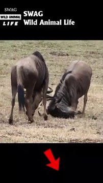 wildebeest fight wildebeest to the death #animal #shorts #shortvideo #animals