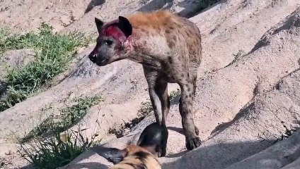Classic Battle ! Wild Dogs Bit The Butt Of The Hyena   Wild Animal Life