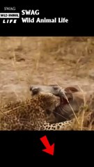 leopard and hyena compete for prey #animal #shorts #shortvideo #animals