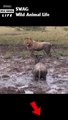 leopard attack wildebeest in the mud #animal #shorts #shortvideo #animals