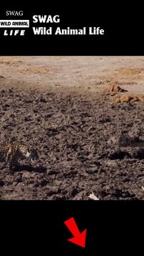 leopard attack fish in the mud #animal #shorts #shortvideo #animals