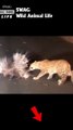 Leopard fight Porcupine 2 #animal #shorts #shortvideo #animals