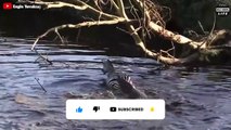 Crocodile Got Lost In Another Crocodile's Territory And What Happened Next