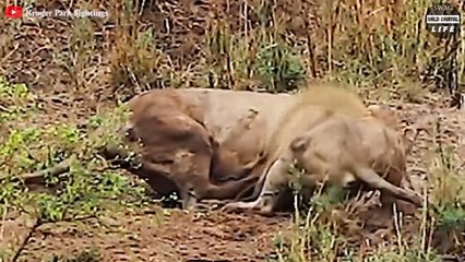 Harsh Life Of Lions, What Happens When Alpha Lions Get Old    Wild Animal Life