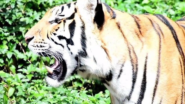 Suara hewan ternak : anjing, ayam, kucing, kuda, jerapah, singa.